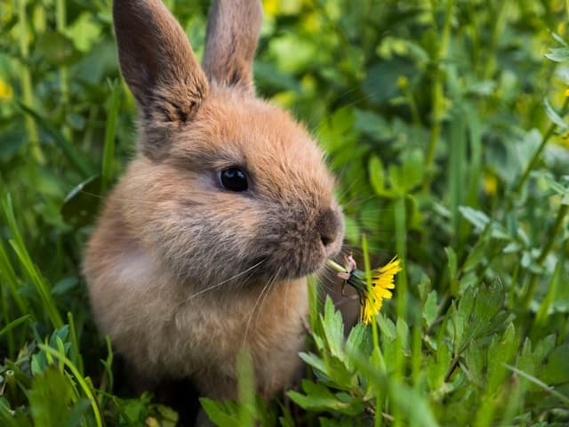 can rabbits eat cabbage