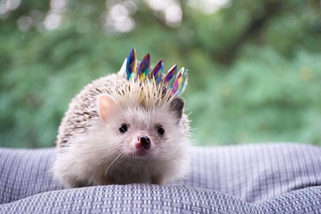 Cute hedgehog on top of a cloth
