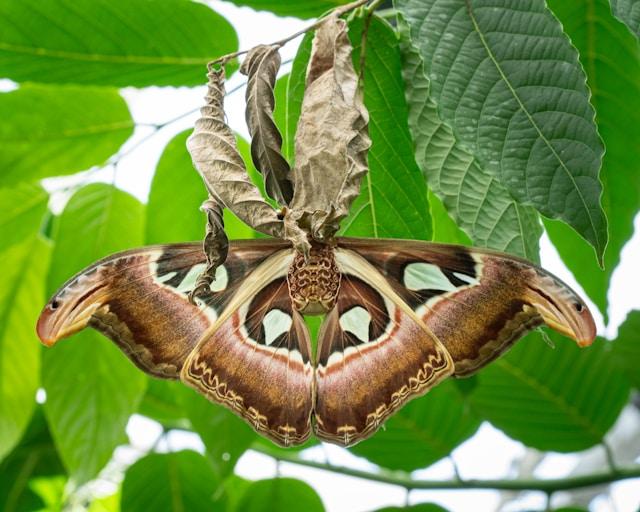 What Do Moths Eat? From Larvae to Adult Life