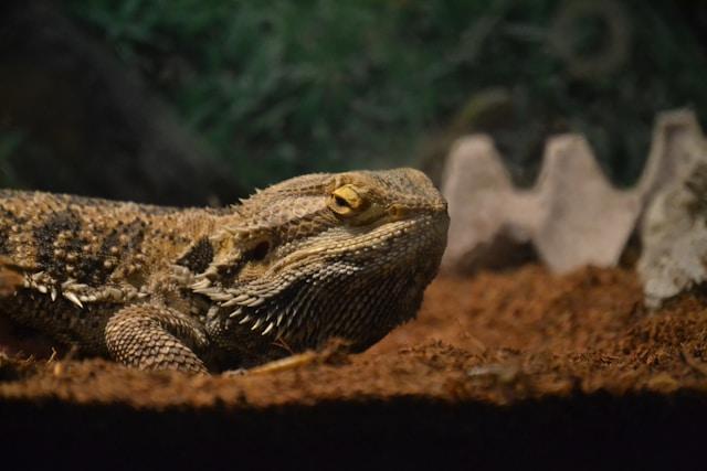 Can Bearded Dragons Eat Bananas? Peeling Back the Facts