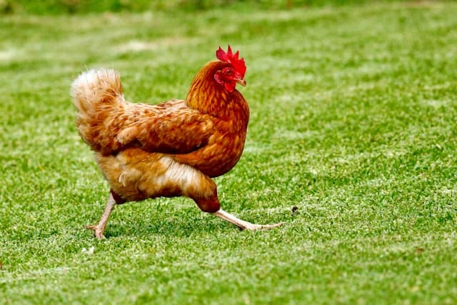 Can chicken eat grapes?