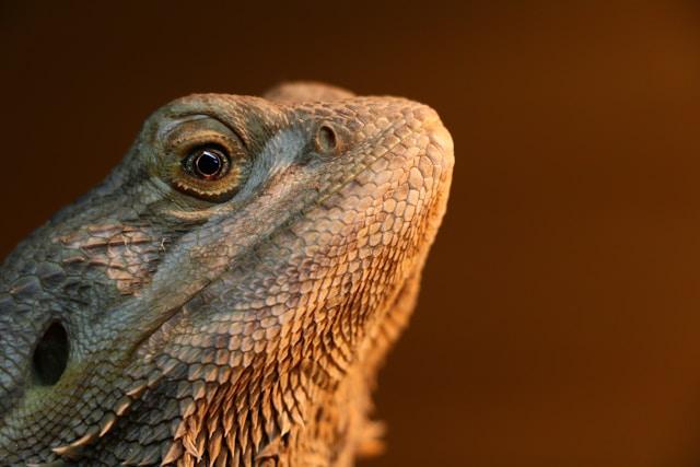 Can Bearded Dragons Eat Grapes? A Juicy Delight with Guidelines