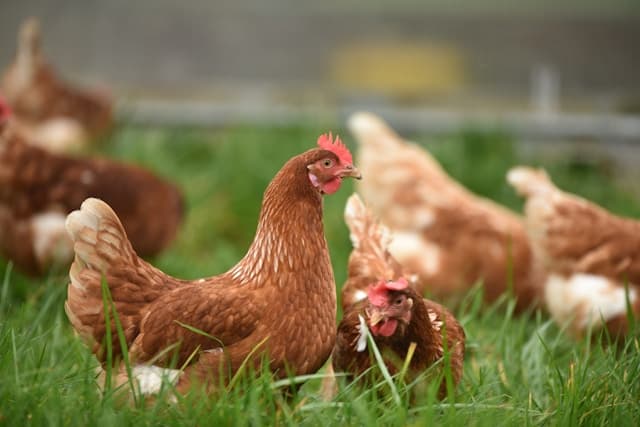 can chickens eat blueberries