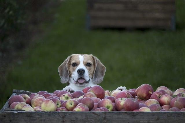 Beagle Dog standing behind kart full of apples