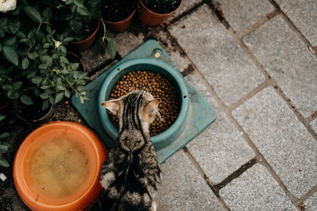 Cat Eating food
