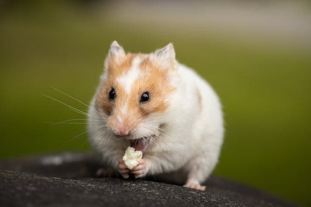 Close Up Photo of Fluffy Hamster