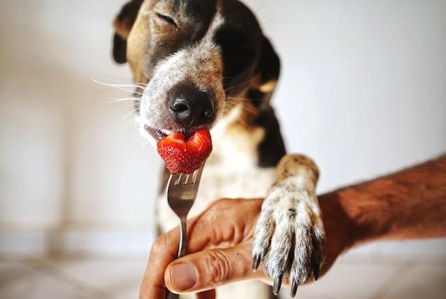Cute dog eating strawberry