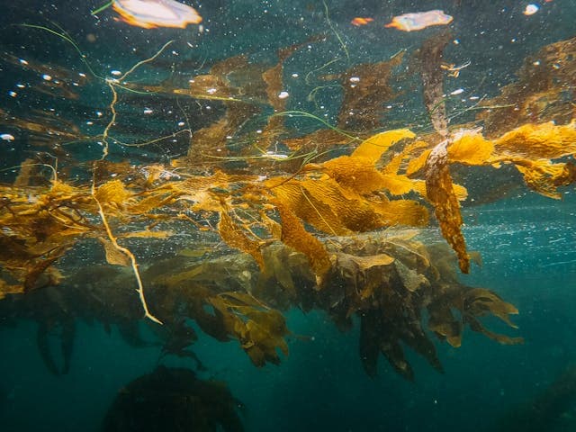 Yellow Seaweed in the Sea