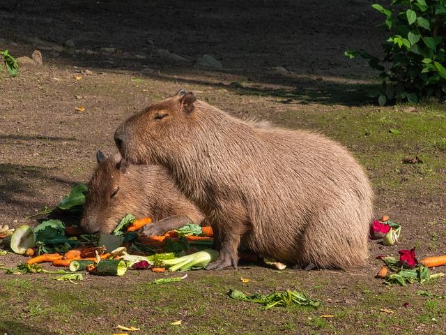 capybara eating vegetables