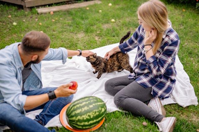 A Couple Petting a Cat with watermelon