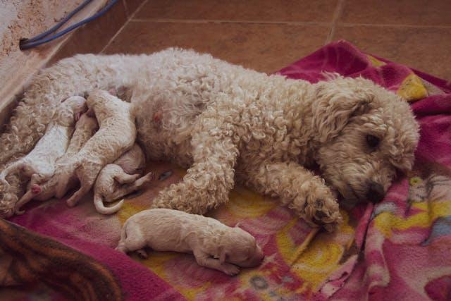 A Poodle Dog Feeding the Puppies