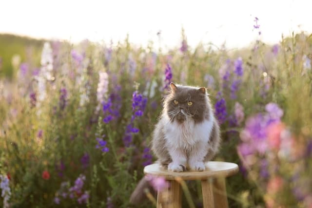 Cat sitting over the lavender field