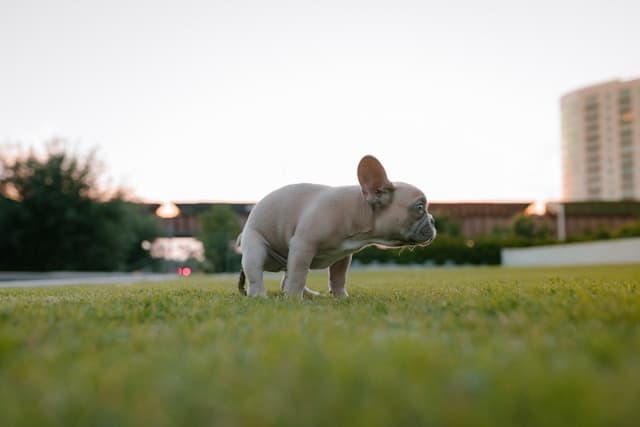 Dog Pooping on the grass