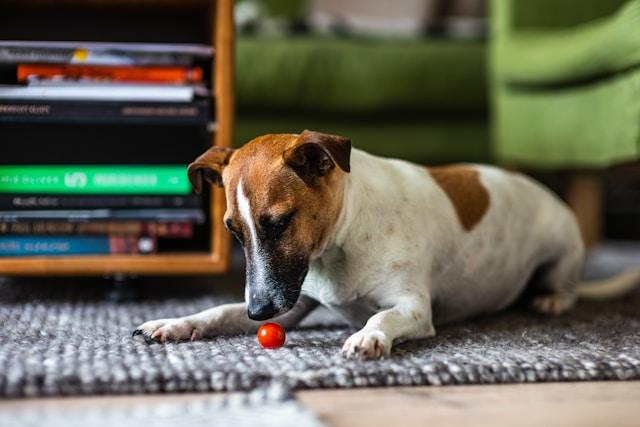 Dog examining the tomato on the floor