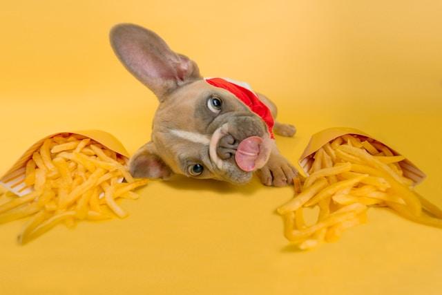 Dog laying beside fries