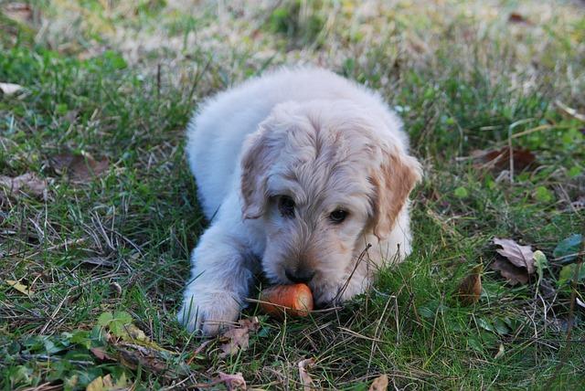 Dog sniffing carrot on the grass