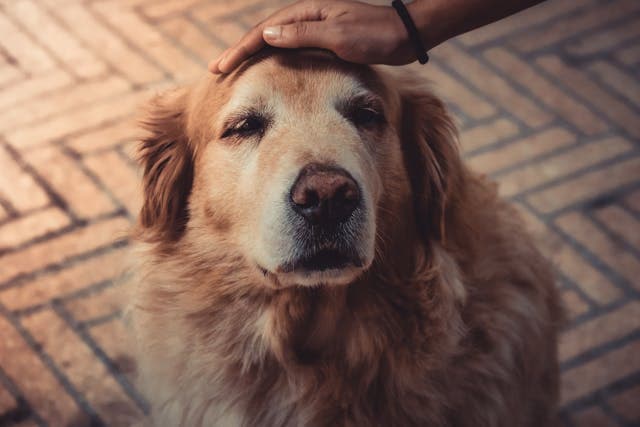 Person Petting A Dog