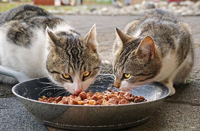 Two cats eating wet food