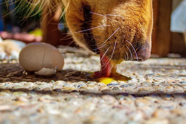dog licking egg yolk on the floor