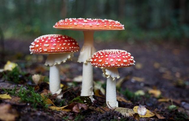 three mushroom at forest