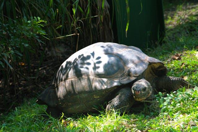 A large tortoise is walking on the grass