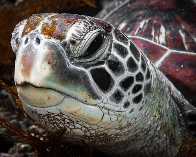 Close up shot of turtle while breathing
