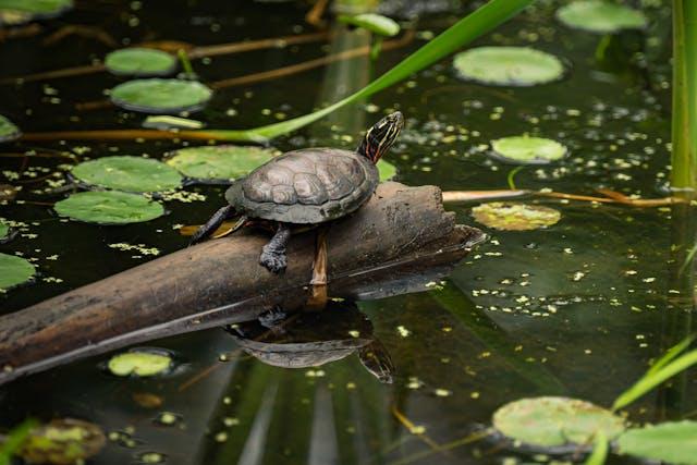 Cute Turtle Reflecting in Pond