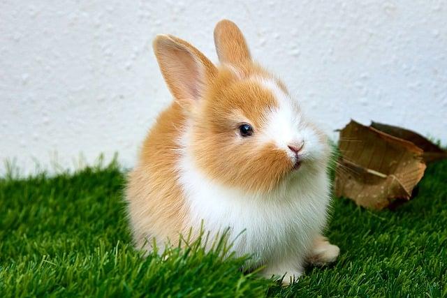Cute bunny standing on the grass