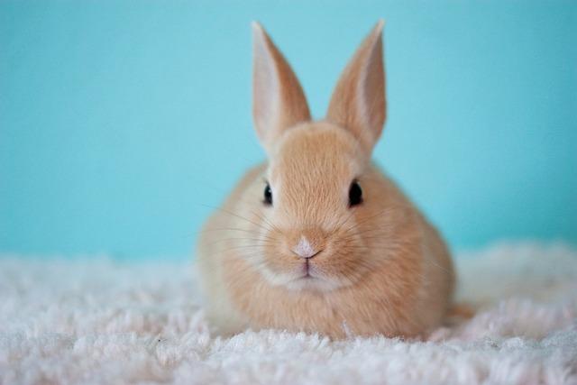 Cute rabbit in a blue background