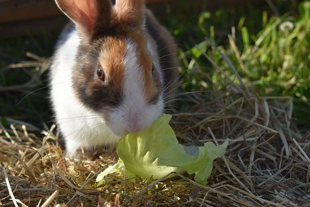 Domestic rabbit eats lettuce