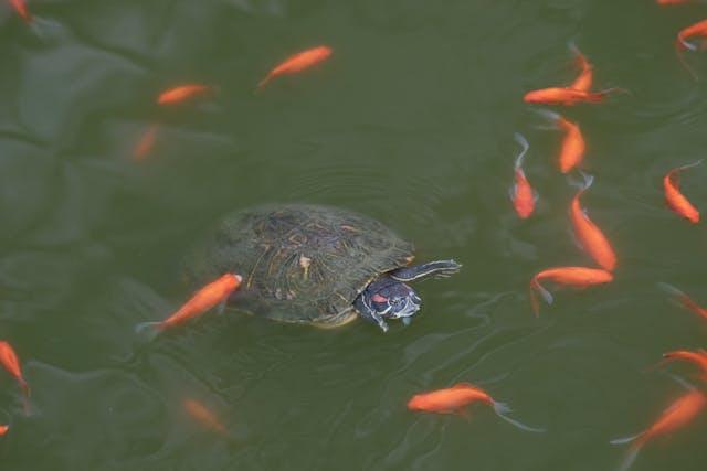 Can Turtles Eat Fish?