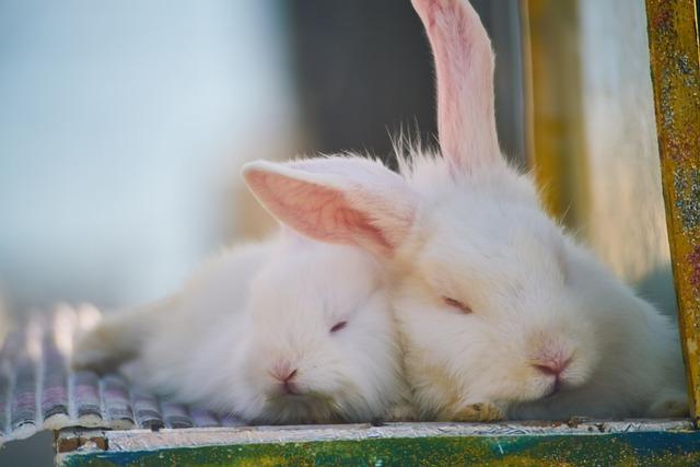 Mother rabbit sleeping beside his baby