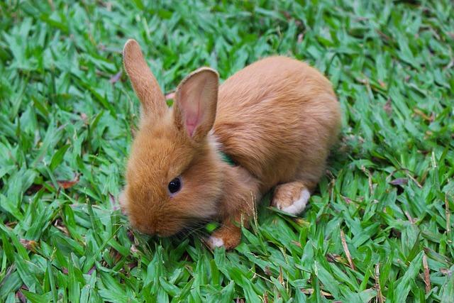 Rabbit eating green beans on the grass
