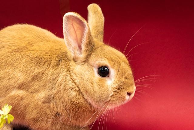 Rabbit with red background