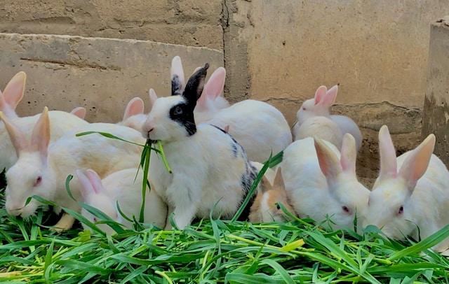 Rabbits eating grass on the ground