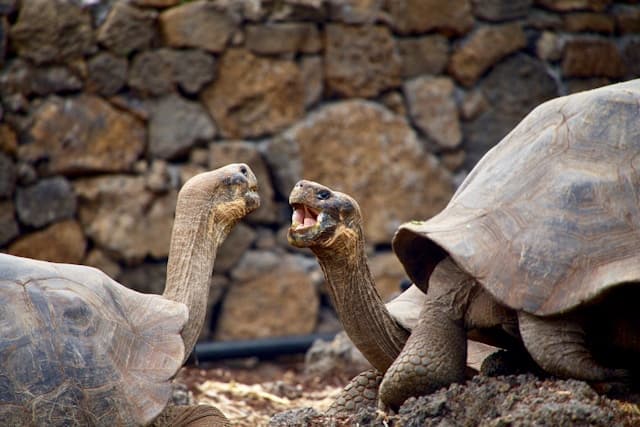 Tortoises talking in the Galapagos