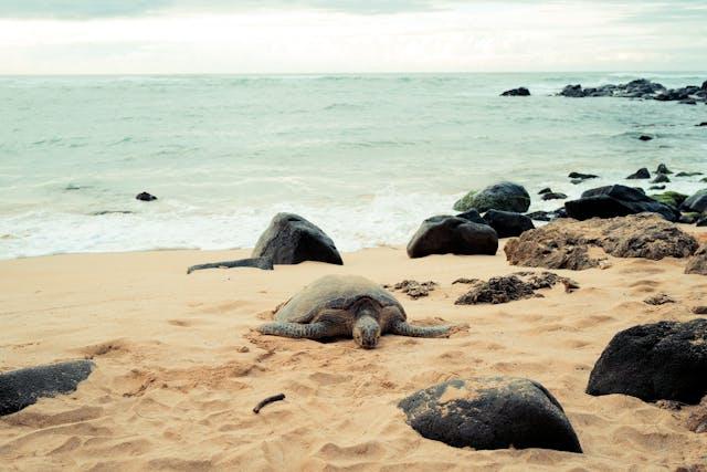 Turtle Lying on Sand on Beach