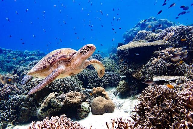 Turtle Near a Coral Reef