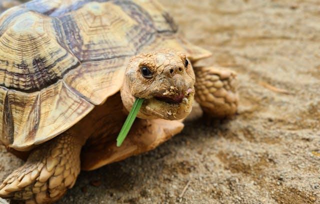 Turtle eats green leaves on a Beach