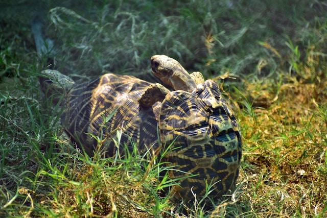 Turtle having coitus on the grass