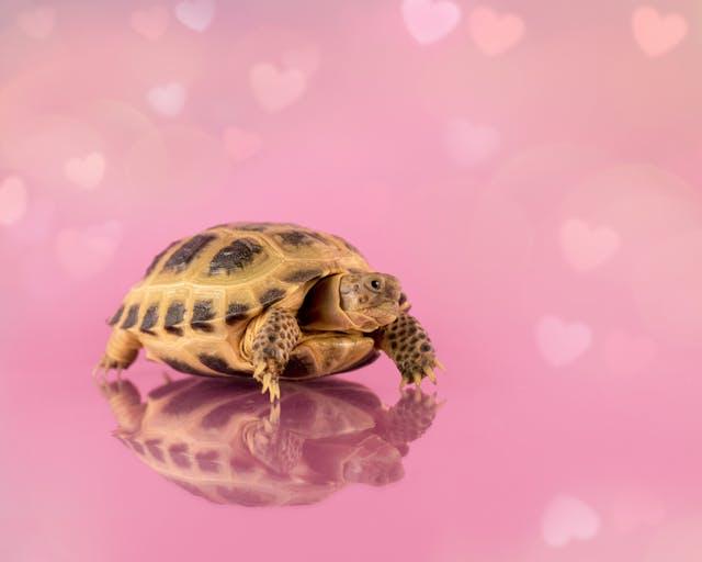 Turtle on Pink Background