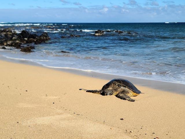 Turtle on Sand Beach near Sea