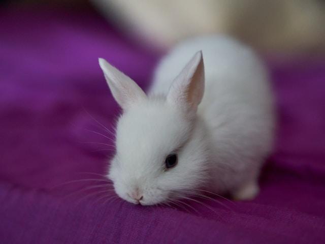 1 week old baby rabbit
