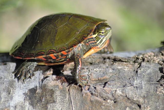 painted turtle on rock