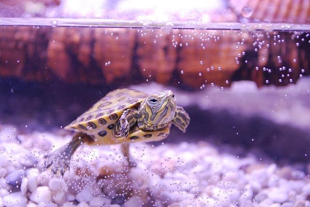 small turtle inside tank aquarium