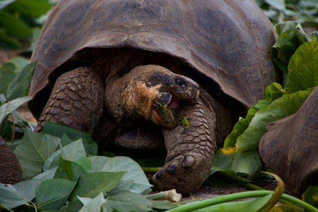 turtle eat green leaves beside him