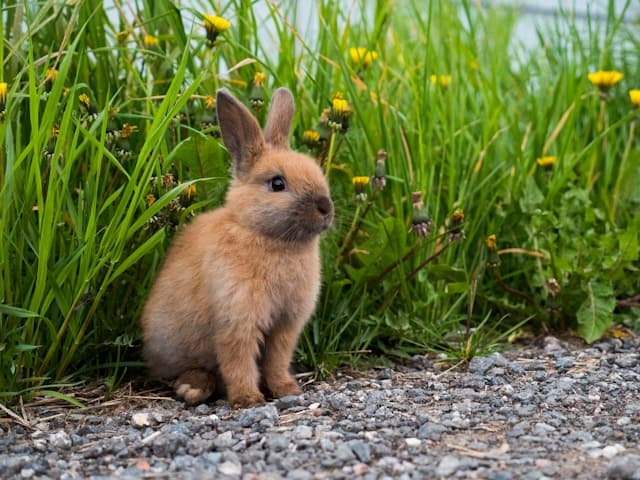 A little rabbit walking outside