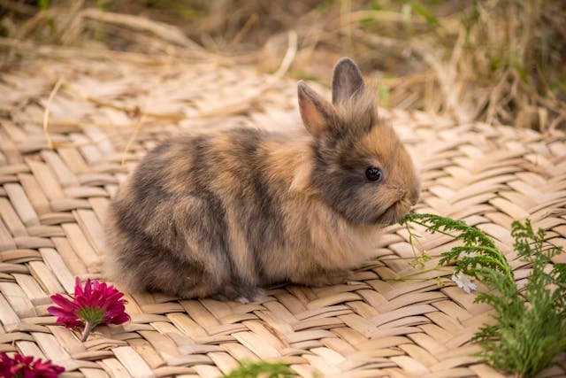 Brown Rabbit in wooven mat