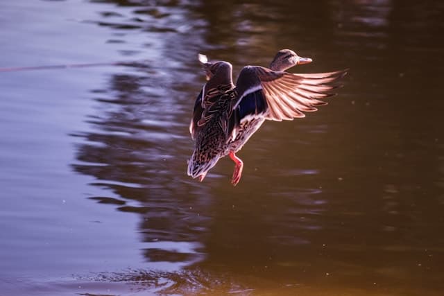 Duck flying in the air at a lake.