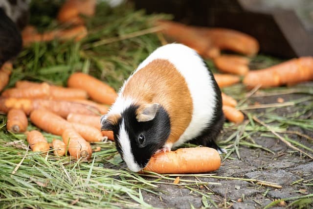 Guinea pig eating carrots